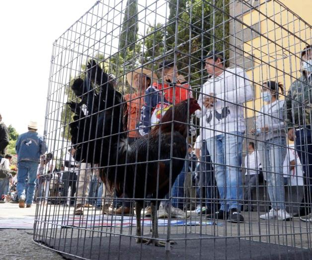 Prevén autorizar peleas de gallos Prevén autorizar peleas de gallos