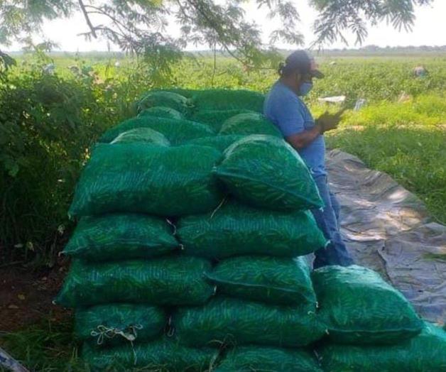 Desafíos de la agricultura en Altamira por sobreproducción de chile