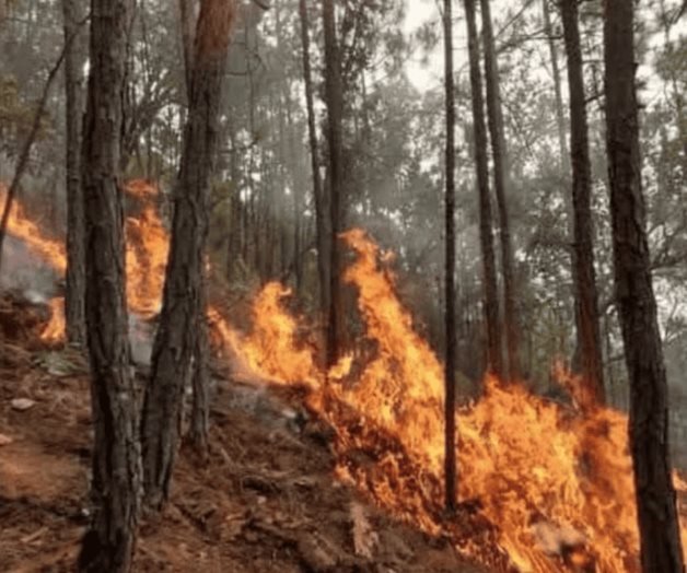 Reportan incendio forestal en municipio de Oaxaca
