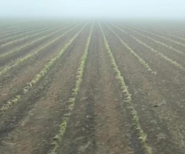 Renacimiento verde en los campos de Valle Hermoso gracias a la humedad Renacimiento verde en los campos de Valle Hermoso gracias a la humedad