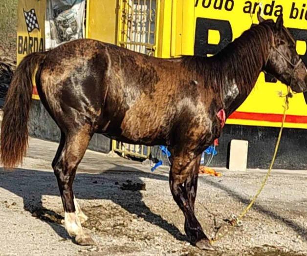 En la carretera 82: Atropellan y abandonan a un caballo En la carretera 82: Atropellan y abandonan a un caballo