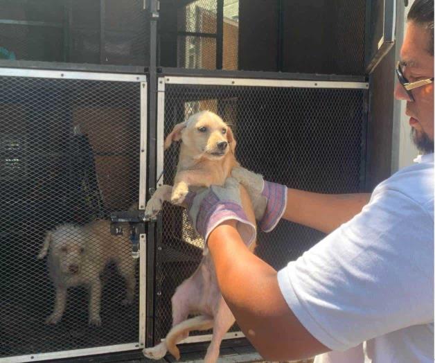 Rescate de Perros en estado de desnutrición en Guadalajara Rescate de Perros en estado de desnutrición en Guadalajara