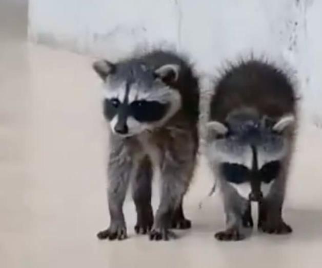 Invaden mapaches a la clínica del IMSS Invaden mapaches a la clínica del IMSS