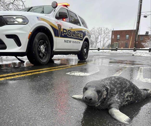 Muere cría de foca que fue rescatada en Connecticut Muere cría de foca que fue rescatada en Connecticut