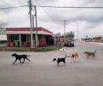 Perros callejeros  causan destrozos