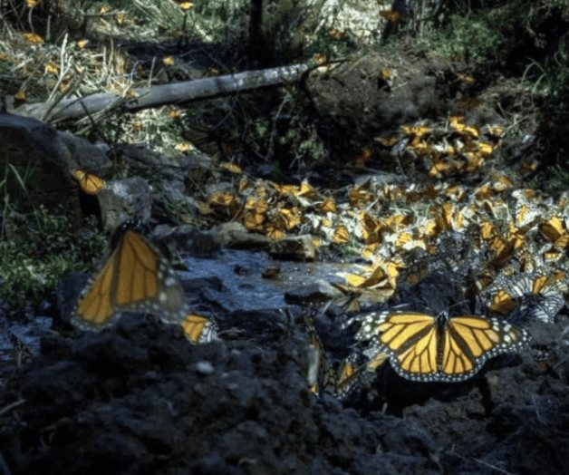 Duplica mariposa monarca presencia en bosques mexicanos Duplica mariposa monarca presencia en bosques mexicanos