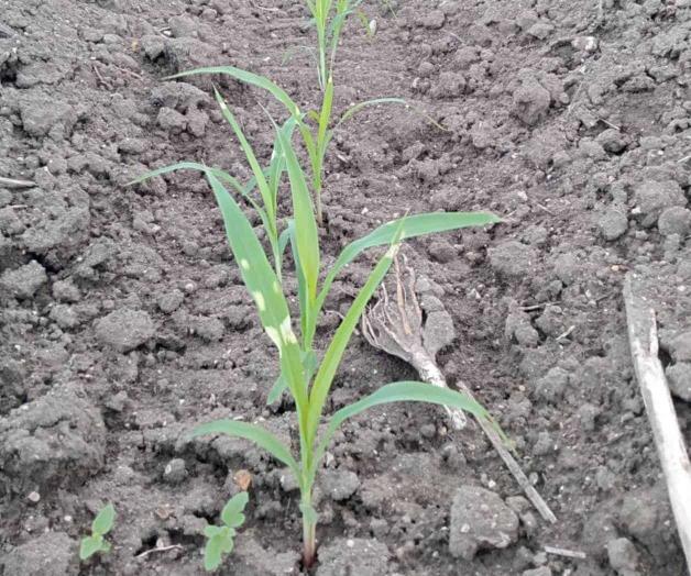 Temen los campesinos pérdidas por falta de precipitación pluvial