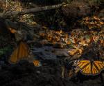 Crece la presencia de la mariposa Monarca