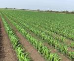 Buen tiempo para el sorgo