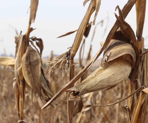 Disminuye en 2 a&ntilde;os producci&oacute;n del ma&iacute;z