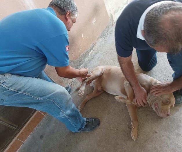 Suman 700  perros inmunizados: Redoblan acciones de vacunación antirrábica