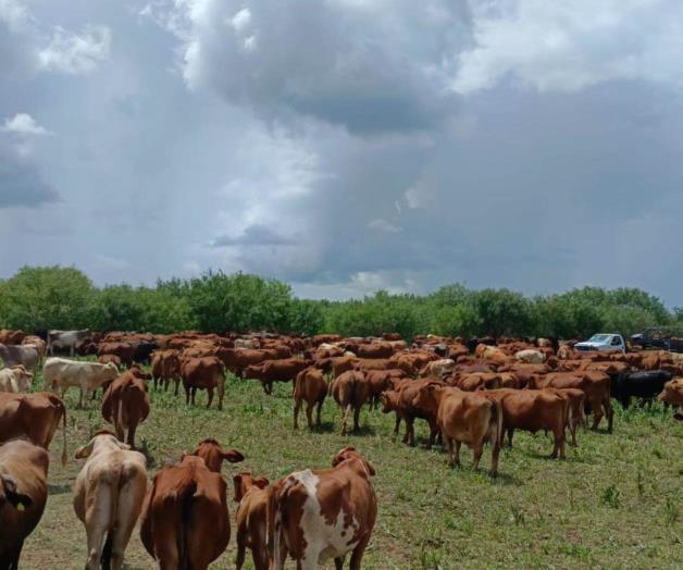 Regresa la confianza a los ganaderos