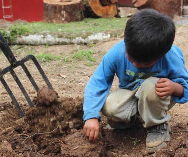 Trabajo infantil va en aumento Trabajo infantil va en aumento