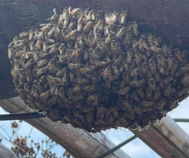 Alertan bomberos por enjambres de abejas Alertan bomberos por enjambres de abejas