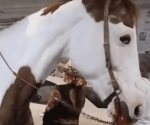Denuncian maltrato a caballo en el carnaval de Iztapalapa