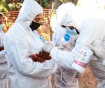 Detectan en Durango caso de gripe aviar