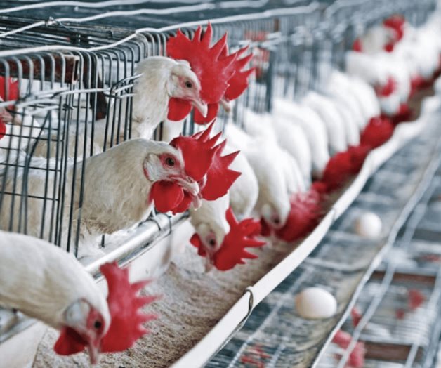 Influenza aviar H5N1 en México; ¿qué es y cuáles son los síntomas?
