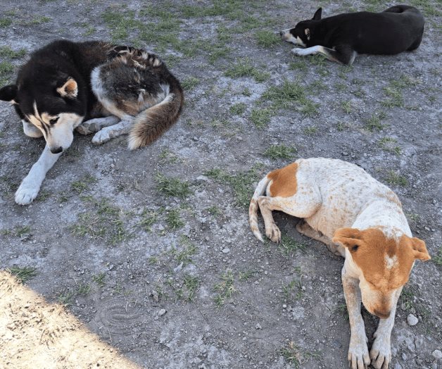 Campaña de esterilización en Centro Antirrábico de Reynosa