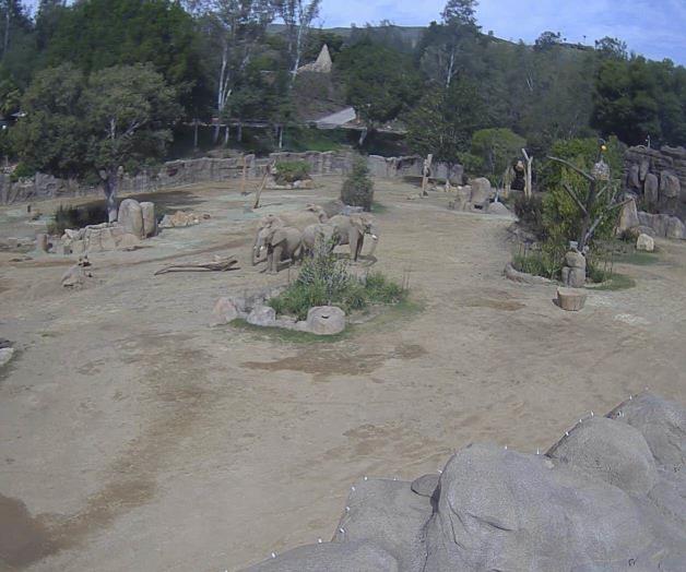 Elefantes del zoológico de San Diego se agrupan para proteger a crías durante sismo