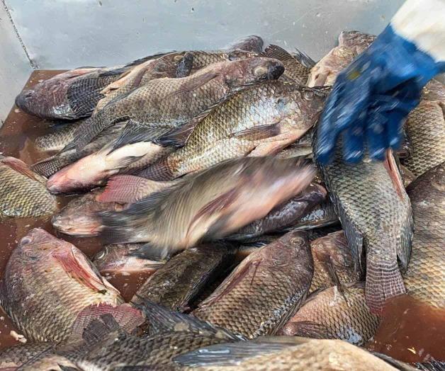 Asegura Salud supervisar venta de mariscos Asegura Salud supervisar venta de mariscos