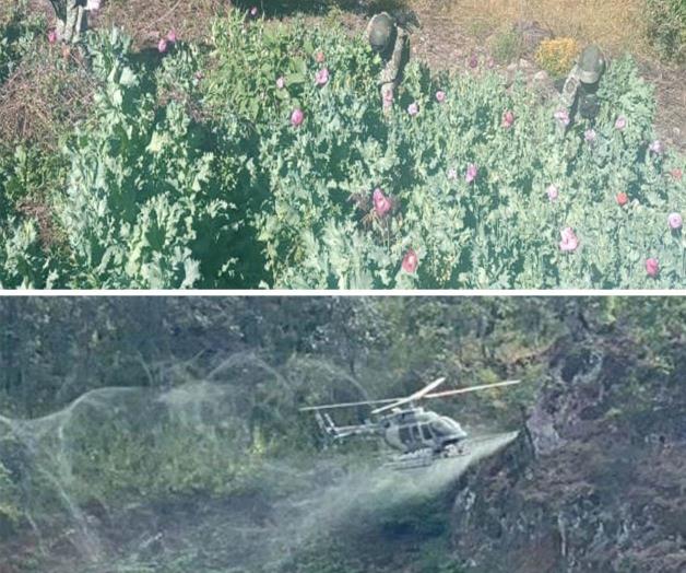 Destruyen federales 117 plantíos de de amapola y 58 de marihuana en diversos operativos