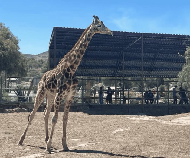 Llegada de una jirafa reticulada a Tuzoofari en Hidalgo Llegada de una jirafa reticulada a Tuzoofari en Hidalgo