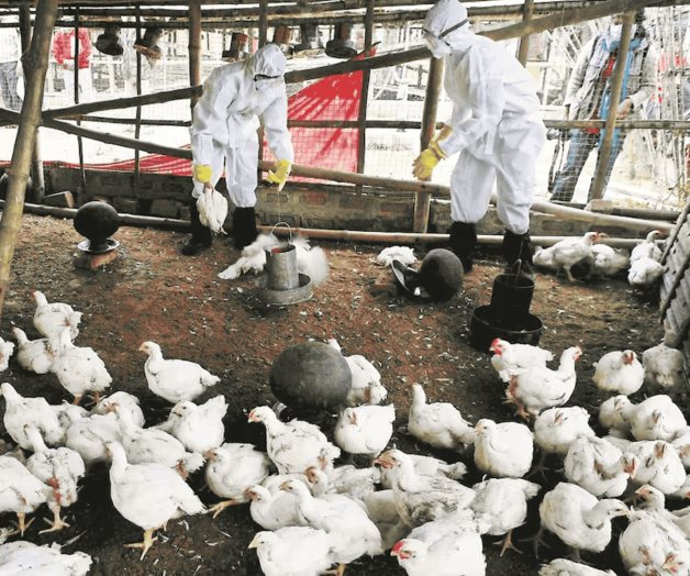 Detectan influenza aviar AH7N3 en granja comercial de NL Detectan influenza aviar AH7N3 en granja comercial de NL