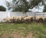 Exportan ganaderos ahora por Chihuahua