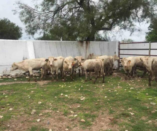 Exportan ganaderos ahora por Chihuahua Exportan ganaderos ahora por Chihuahua