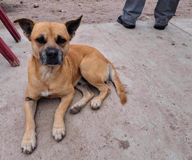 Anuncian tercera feria de adopción de mascotas