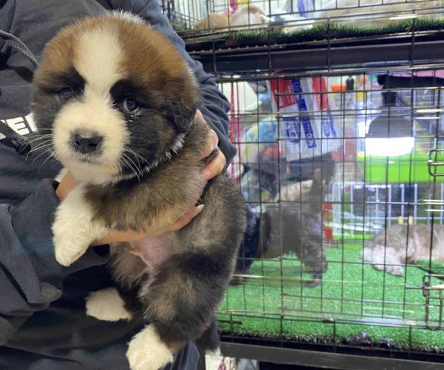 Incumplen permisos de venta de mascotas