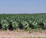 Beneficios de las lluvias para la siembra de sorgo en Reynosa
