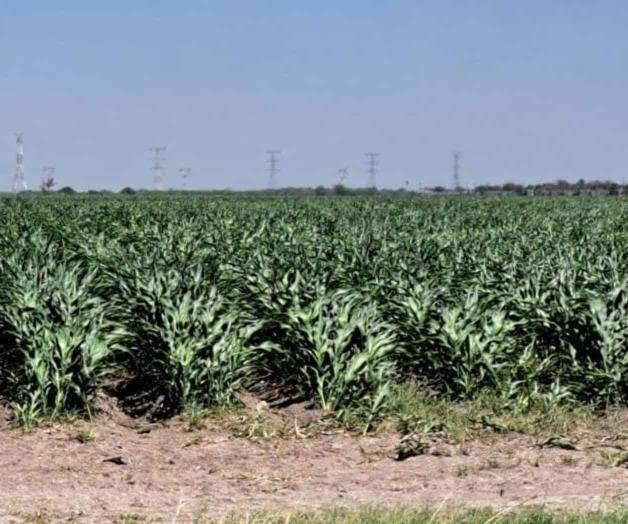 Beneficios de las lluvias para la siembra de sorgo en Reynosa Beneficios de las lluvias para la siembra de sorgo en Reynosa