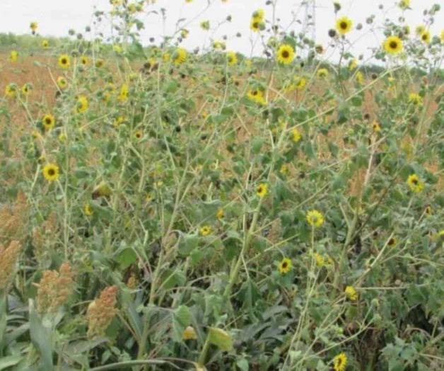 Faltan manos en siembra de sorgo Faltan manos en siembra de sorgo