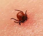 Registra Tamaulipas primer caso de rickettsiosis este 2025