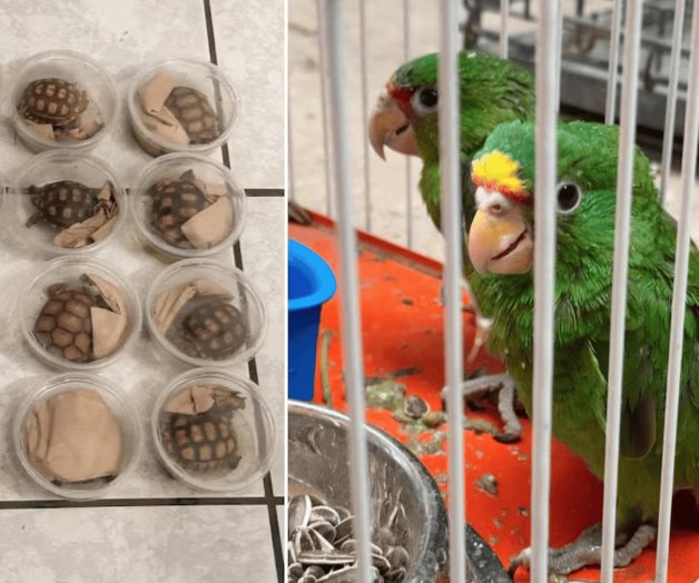 Rescatan a 377 aves y reptiles que serían traficados en Chihuahua