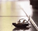 Ola de calor; así puedes eliminar a la súper cucaracha sin químicos