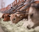 Aumentan precios de carne y ganado por sequía y gusano barrenador