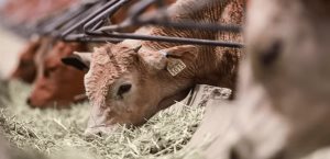 Aumentan precios de carne y ganado por sequía y gusano barrenador