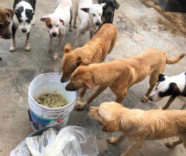 Llama ´Amor Sin Raza´ a esterilizar a canes y felinos Llama ´Amor Sin Raza´ a esterilizar a canes y felinos