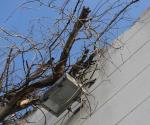 Cae árbol  arriba de gimnasio