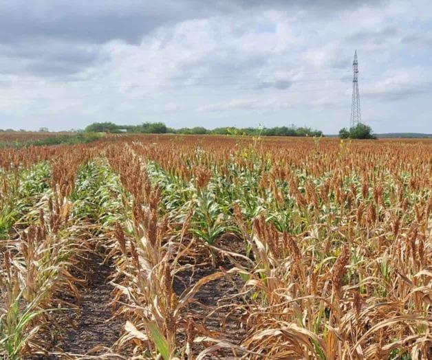 Listo el sorgo para trillarse Listo el sorgo para trillarse