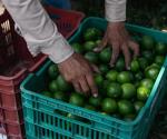 Impacto del narco en la producción de limón en Apatzingán