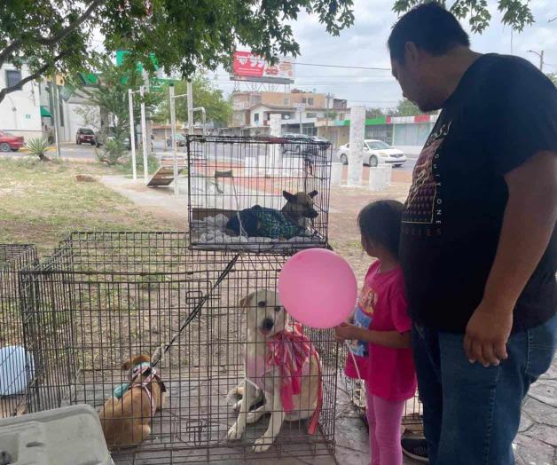 Buscan hogar a perritos en Feria de Adopción en Reynosa Buscan hogar a perritos en Feria de Adopción en Reynosa