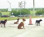Abandonan mascotas en el cruce R&iacute;o Bravo-Donna