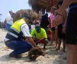 Aumentan casos en Playa Miramar: Abandonan  a mascotas