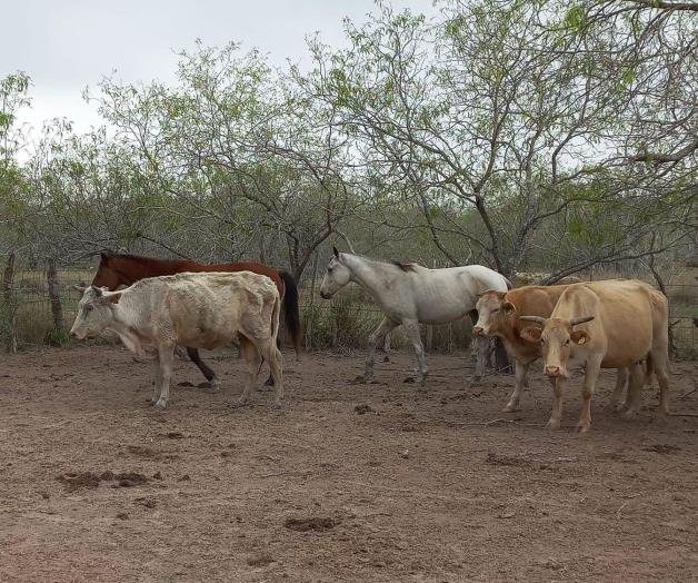 Sequía provoca la venta de ganado Sequía provoca la venta de ganado