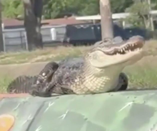 Reubican caimán que estaba en un afluente Reubican caimán que estaba en un afluente