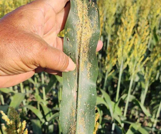 Helada afectó al ciclo de las plagas