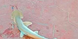 Capturan Tiburón en playa Miramar